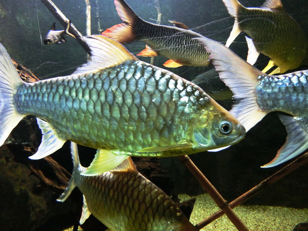 Ein Trade unter vielen wie ein Fisch unter vielen