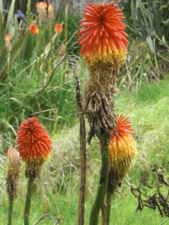Exotische Blume als Sinnbild für persönlichen Stil